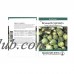Long Island Improved Brussel Sprouts Garden Seeds: 1 Oz - Non-GMO Vegetable Garden & Microgreens Seeds   565432057